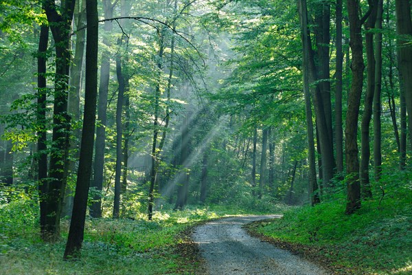 Hiking trail through light-flooded forest