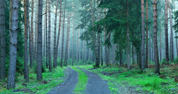 Forest road winding through atmospheric misty coniferous forest of pines and beeches in the early morning