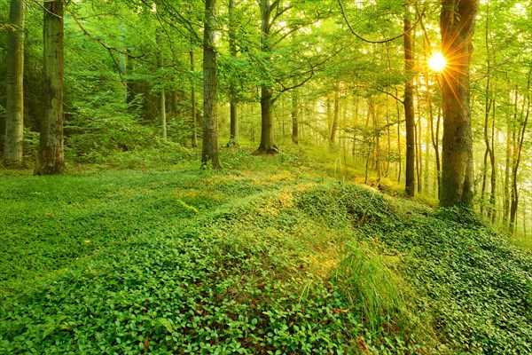 Light-flooded deciduous forest in the warm light of the morning sun