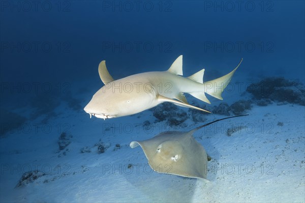 Tawny nurse shark (Nebrius ferrugineus)