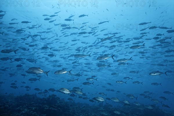 Spread out shoal Bigeye trevallys (Caranx sexfasciatus) swims over coral reef in blue water