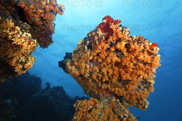 Towering coral block