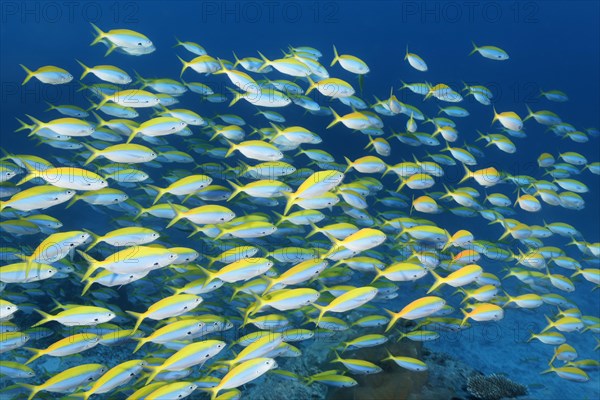 Swarm of Yellow Bridge Fusiliers (Caesio xanthonota)