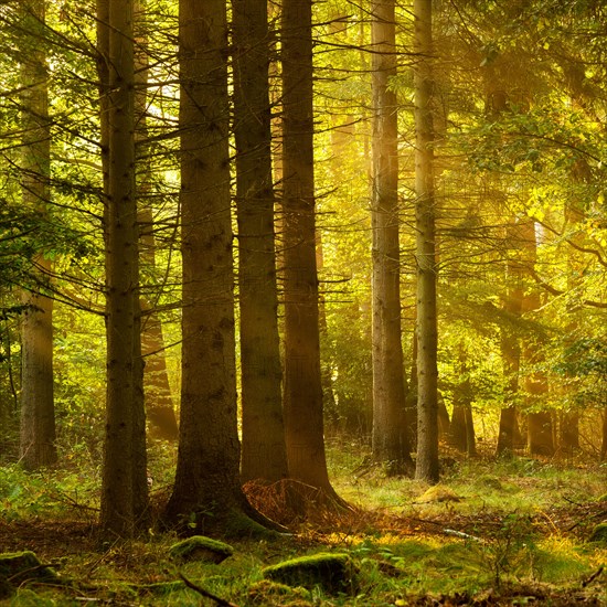 Sunny spruce forest in the morning light