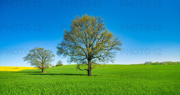 Barleysfield (Hordeum vulgare) with large solitary oaks (Quercus robur) in spring under blue sky