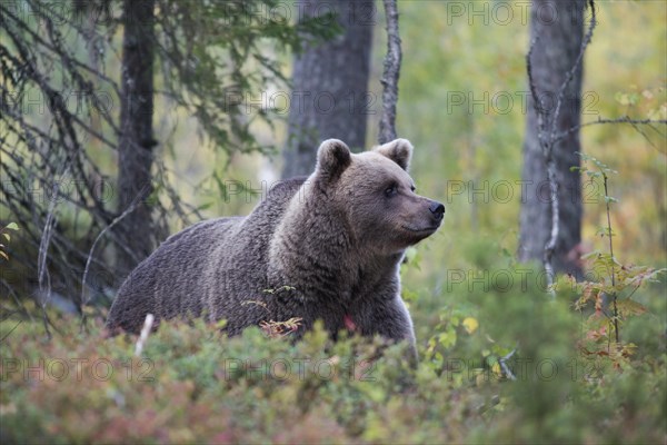 Brown bear (Ursus arctos) in autumn forest of the Finnish Taiga