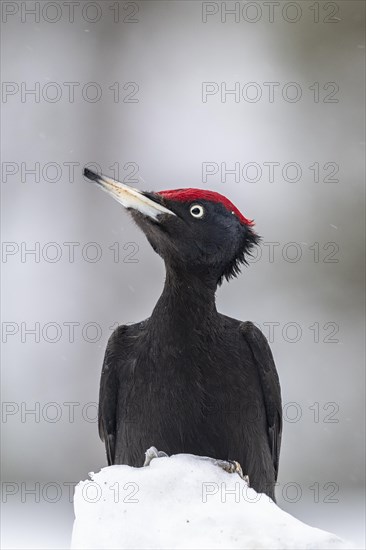 Black woodpecker (Dryocopus martius)