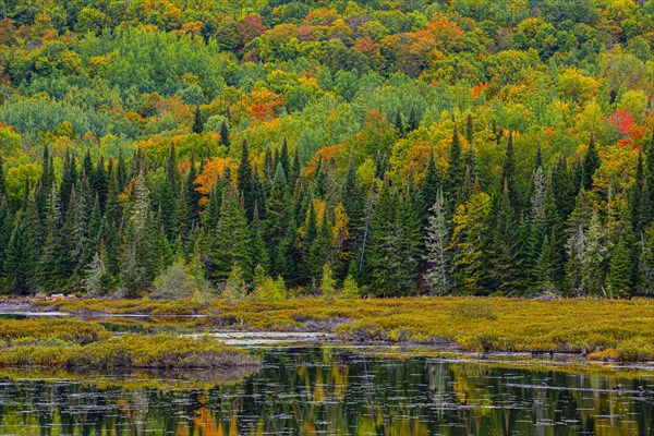 Autumn forest reflected in lake near La Minerve Laurentians Quebec Canada