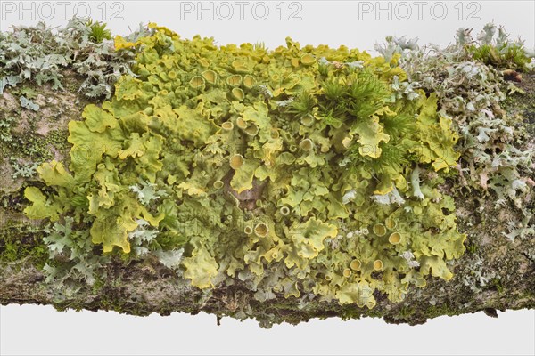 Common orange lichen (Xanthoria parietina)