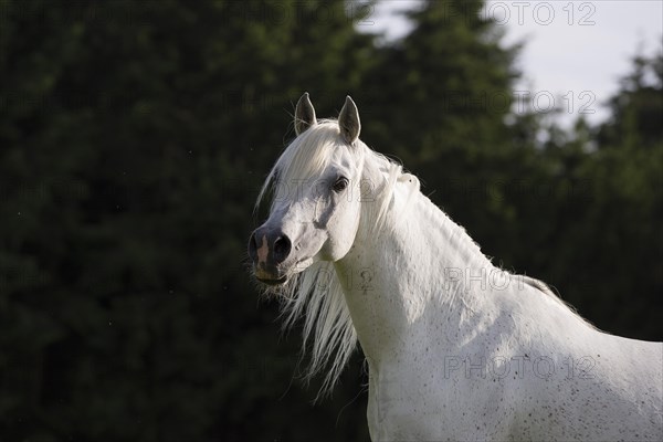 Thoroughbred Arabian grey stallion portrait free