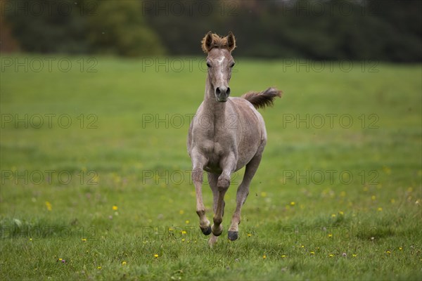 Young Thoroughbred Arabian stallion raging across the autumn pasture