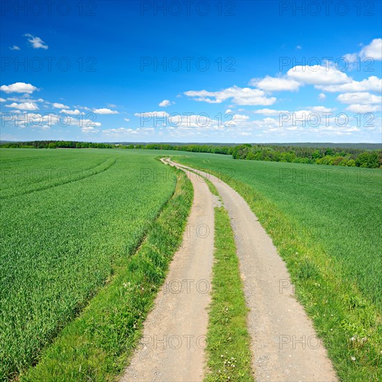 Country lane through cultural landscape in spring