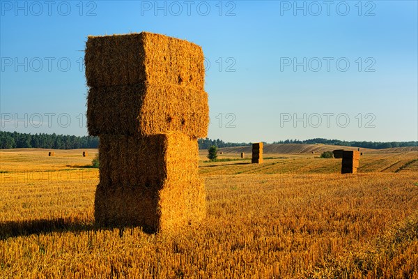 Stubble field with bales of straw in the morning light in summer