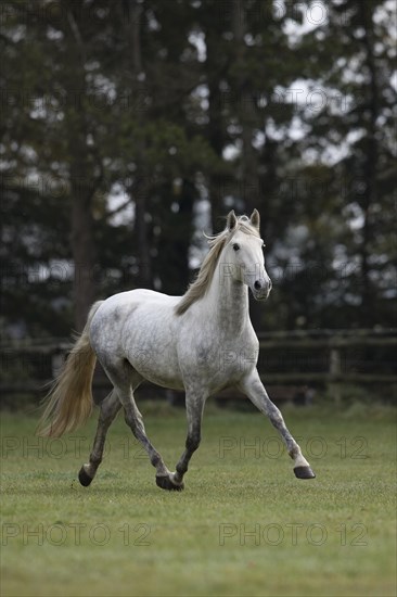 Pura Raza Espanola Schimmel trotting in the paddock in autumn