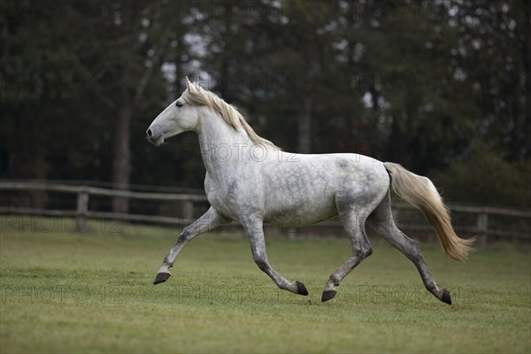 Pura Raza Espanola Schimmel trotting in the paddock in autumn