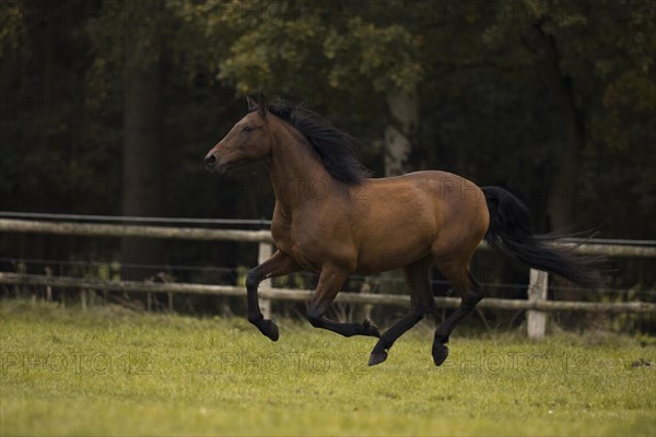 Brown P.R.E. gelding galloping across the pasture in autumn