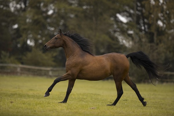 Brown P.R.E. gelding galloping across the pasture in autumn