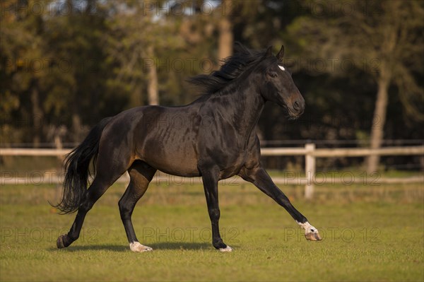 Brown P.R.E. gelding in movement in autumn