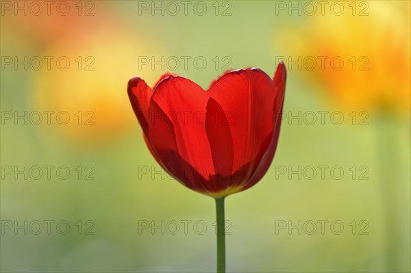 Red Tulip (Tulipa)