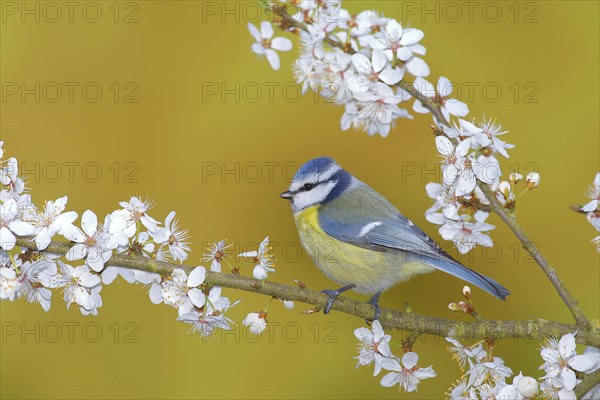 Blue tit (Parus caeruleus)