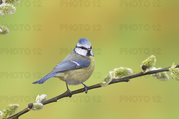 Blue tit (Parus caeruleus)