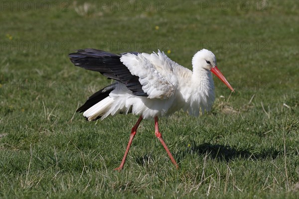 White stork (Ciconia ciconia) airs its plumage