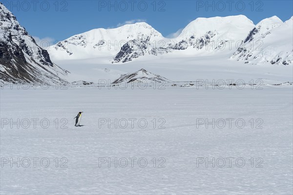 Lonely King Penguin (Aptenodytes patagonicus) walking on snow covered Salisbury Plain