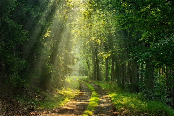 Hiking trail winds through light-flooded forest