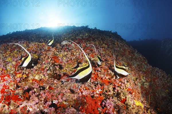 Moorish idols (Zanclus cornutus) foraging on steep face with corals and sponges