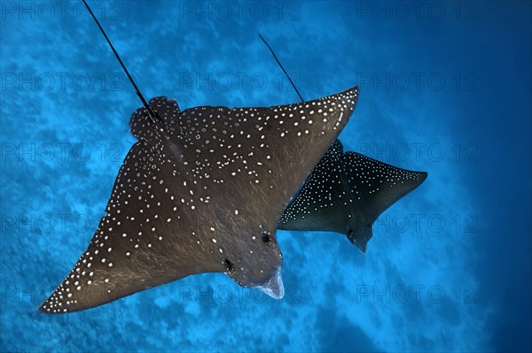 Spotted eagle rays (Aetobatus narinari)