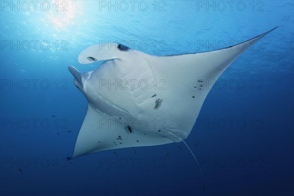 Reef manta ray (Manta alfredi) from below