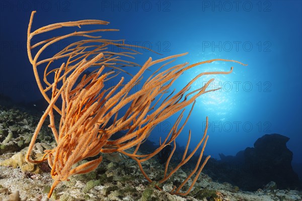 Ellisella soft coral (Ellisella ceratophyta)