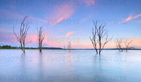 Dead trees in the lake at sunset