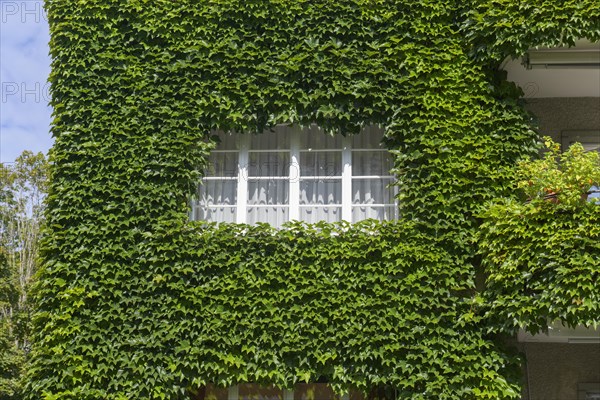 Wild wine on a house facade