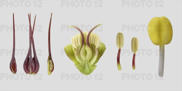 Lenten rose (Helleborus orientalis)