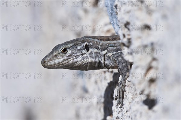 Canary Islands lizard (Gallotia)