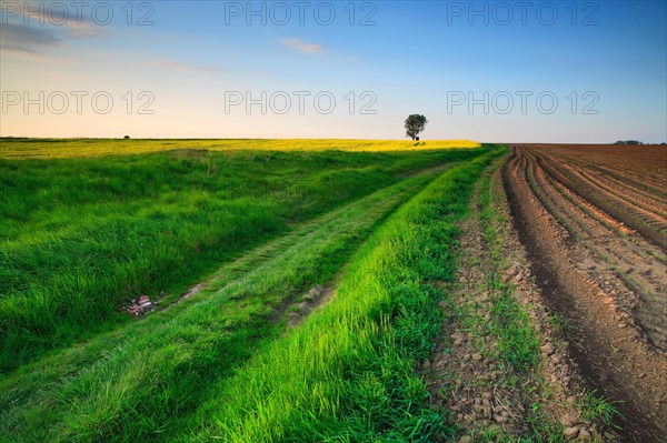 Field path in spring