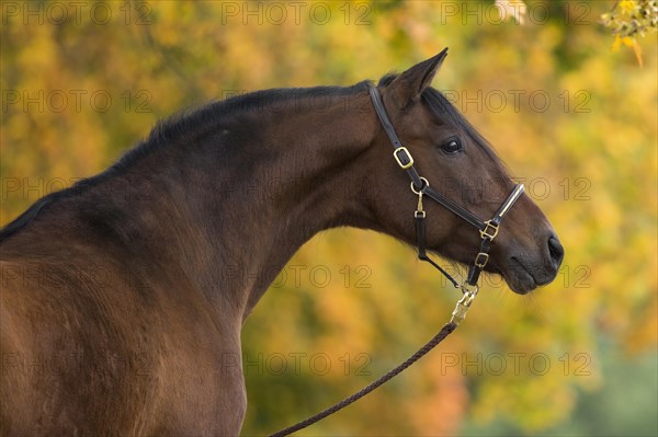 Brown P.R.E. gelding in autumn