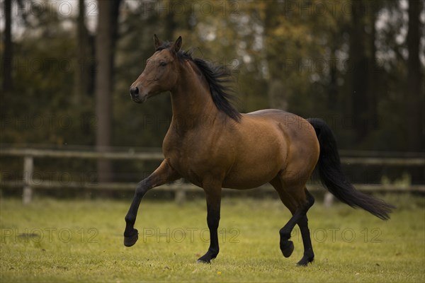 Brown P.R.E. gelding trotting over the pasture in autumn