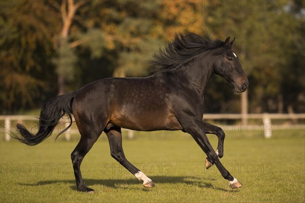 Brown P.R.E. gelding in movement in autumn