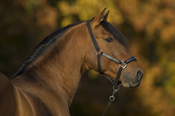 Brown P.R.E. gelding in autumn