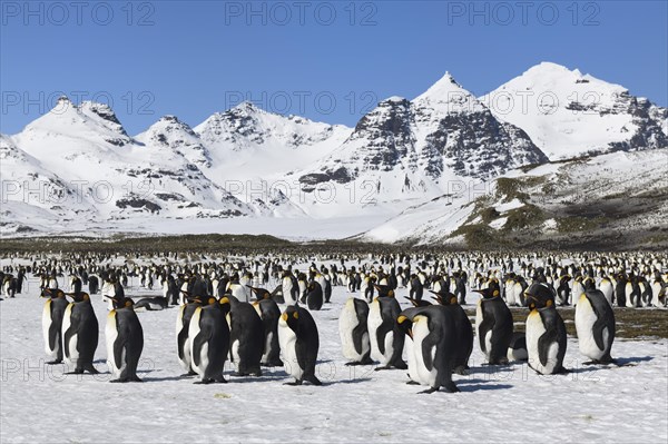 King Penguin Colony (Aptenodytes patagonicus) and snow covered mountains