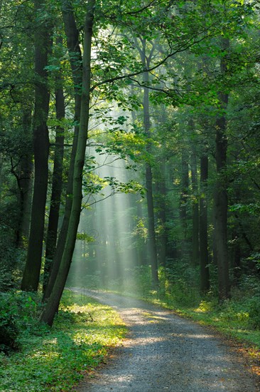 Hiking trail through light-flooded forest