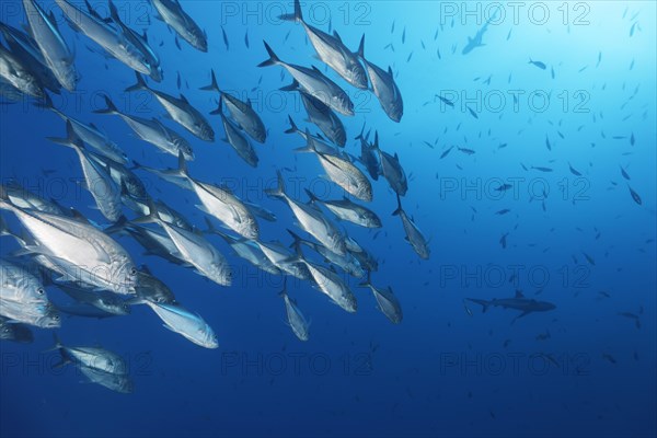 Swarm Bigeye trevallies (Caranx sexfasciatus)