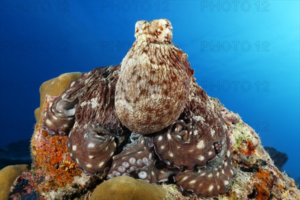 Common Octopus (Octopus vulgaris)