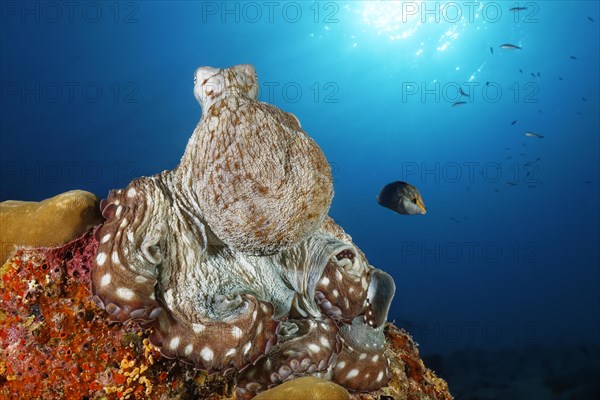 Common Octopus (Octopus vulgaris)