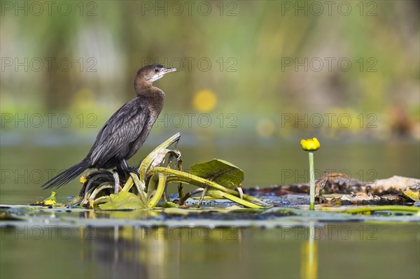 Pygmy Cormorant (Phalacrocorax pygmeus) on aquatic plants