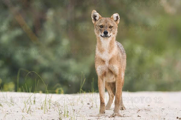 Golden jackal (Canis aureus) standing on sandy ground