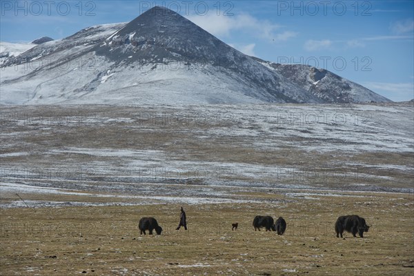 Tibetan nomad in icy plateau with yak herd
