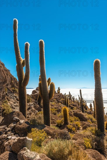 Giant Cacti (Echinopsis atacamensis) Isla Incahuasi